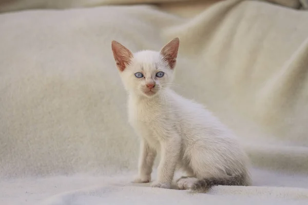 Fluffy white puppy cat on blanket