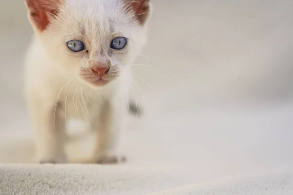 Пухнастий Білий Цуценячий Кіт Ковдрі — стокове фото