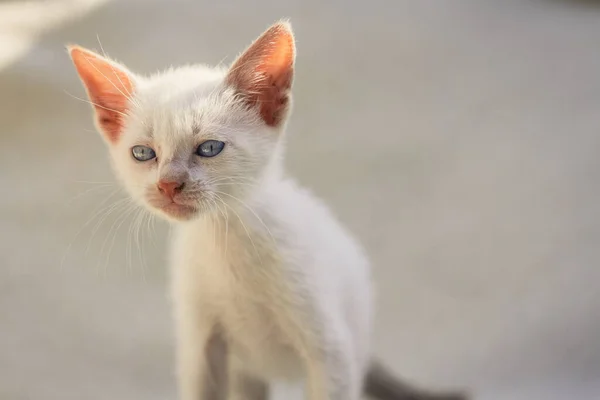 Flauschige Weiße Welpen Katze Auf Decke — Stockfoto