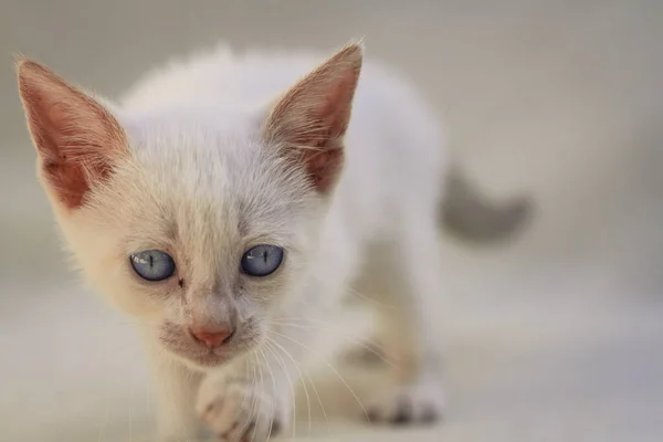 Flauschige Weiße Welpen Katze Auf Decke — Stockfoto