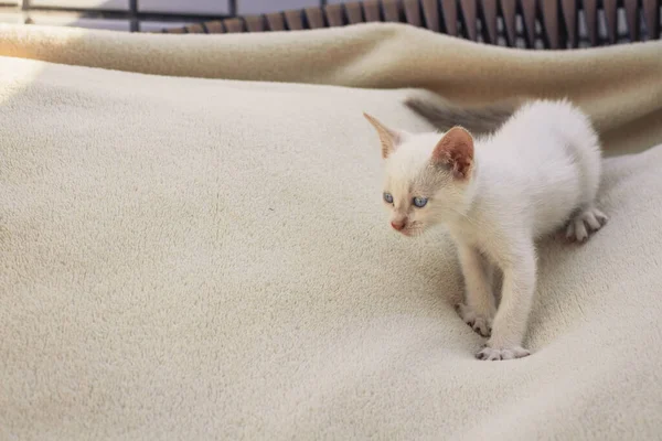 Fluffy white puppy cat on blanket