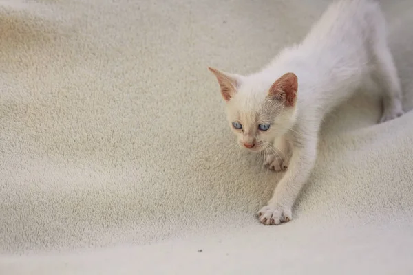 Flauschige Weiße Welpen Katze Auf Decke — Stockfoto