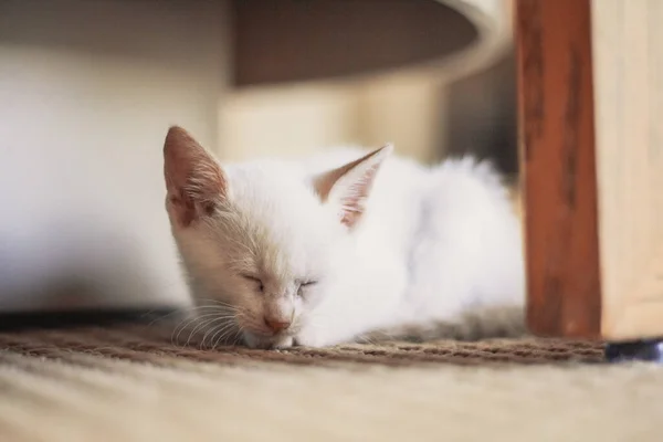 Bílé Štěně Kočka Ležící Obývacím Pokoji — Stock fotografie