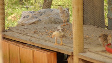 Kümesteki piliçler