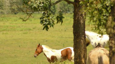 Brezilya 'nın Minas Gerais eyaletindeki bir çiftlikte otlayan atlar