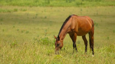 Brezilya 'nın Minas Gerais eyaletinde kahverengi at otluyor.