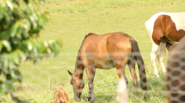 巴西米纳斯吉拉斯州的一个农场上放牧的马 — 图库照片