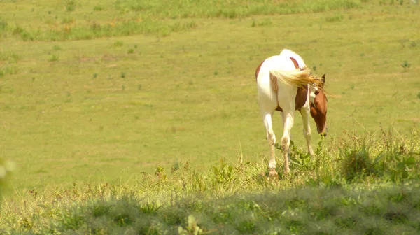 巴西米纳斯吉拉斯州牧场上的斑马 — 图库照片