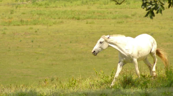 巴西米纳斯吉拉斯州牧场上的白马 — 图库照片