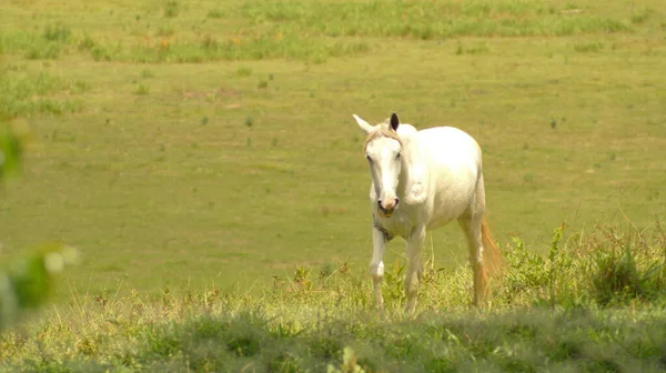 巴西米纳斯吉拉斯州牧场上的白马 — 图库照片