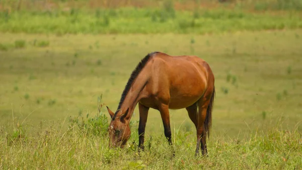 巴西米纳斯吉拉斯州农场上的褐马放牧 — 图库照片