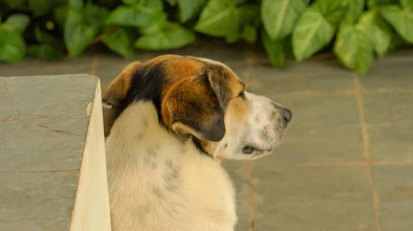 Mutt dog lying in the yard