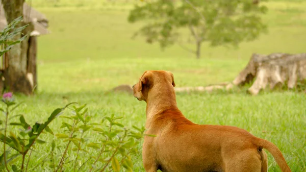 Tipik Brezilya Karamel Köpeği Tarlada