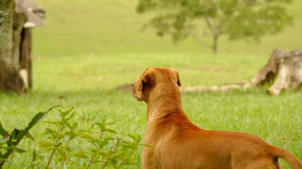 Típico Perro Caramelo Brasileño Campo — Foto de Stock