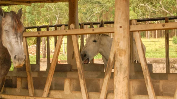 Funny White Donkey in the Farm