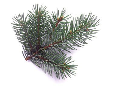 Beyaz arkaplanda ladin dalı