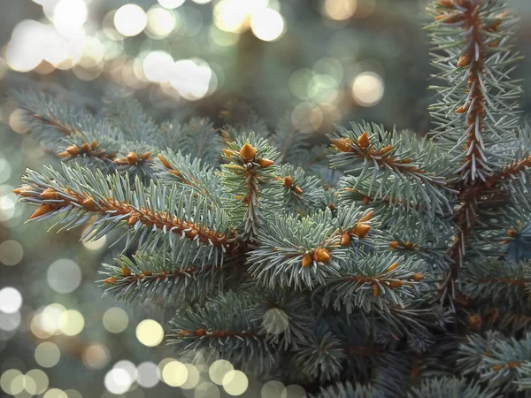 Árbol Navidad Decorado Con Luces Guirnalda Fondo Festivo Año Nuevo —  Fotos de Stock