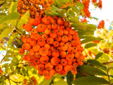 Olgun kırmızı rowan meyveleri..