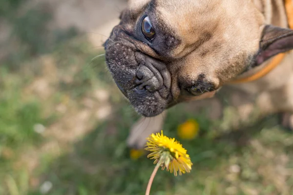 Šťastný Mladý Pes Francouzský Buldok Hrát Venku Majitelem Chce Jíst — Stock fotografie