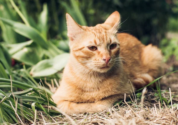 夏の庭の緑の草や植物には美しい赤オレンジ色の猫があります — ストック写真