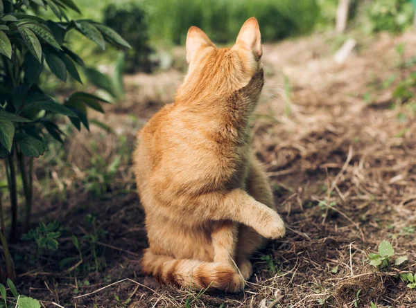 春の庭の緑の芝生の上に座っている素敵なふわふわの生姜猫の肖像画 — ストック写真