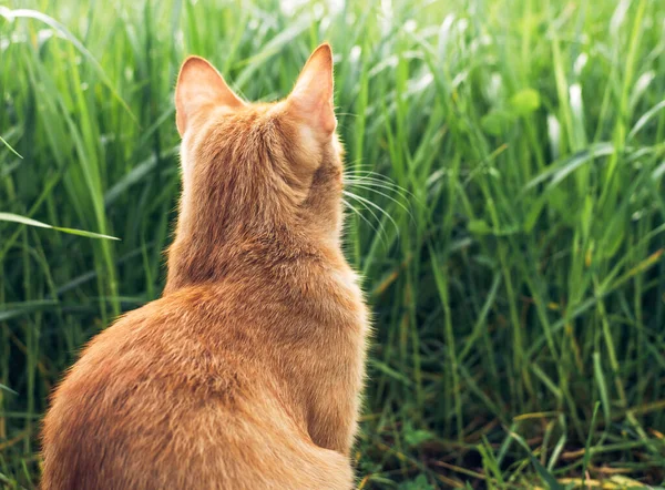 Retrato Encantador Esponjoso Jengibre Gato Sentado Sobre Hierba Verde Jardín —  Fotos de Stock