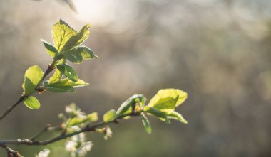 Bahar yaprakları - taze taze bahar yaprakları. Bokeh arkaplanı