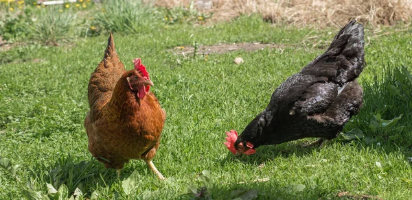 Gros Plan Portrait Deux Poules Sur Fond Herbe Verte Ferme — Photo