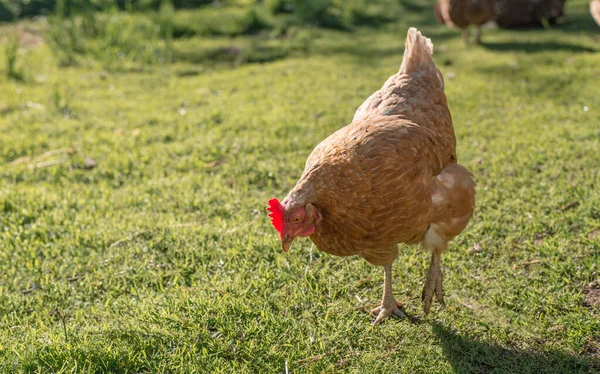 Gros Plan Poulet Rouge Sur Une Ferme Dans Nature Poule — Photo