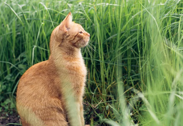 Retrato Lindo Esponjoso Jengibre Gato Sentado Hierba Verde Mirando Distancia —  Fotos de Stock