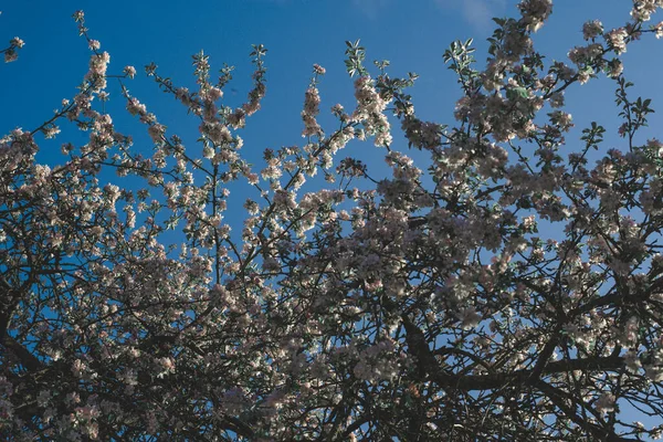 Apfelbaumblüte Leuchtend Weiß Beleuchtet Von Einem Hellen Strahl Der Frühlingssonne — Stockfoto