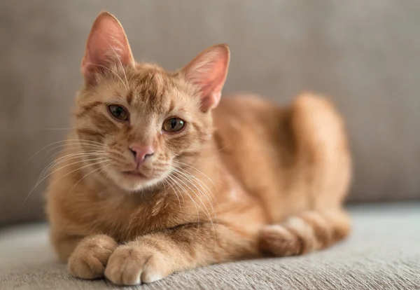 一只红头发可爱的胖胖的猫躺在沙发上 看着摄像机的特写 — 图库照片