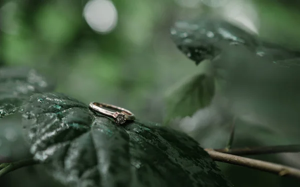 Jegygyűrűk Zöld Leveleken Jegyarany Jegygyűrűk Jegygyűrűk Növényen — Stock Fotó