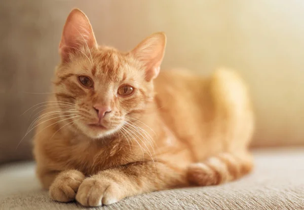 一只红头发的可爱的胖胖的猫躺在沙发上 看着相机的特写 阳光和家的舒适 家畜的概念 — 图库照片