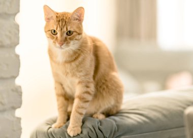 Evcil, kızıl bir kedinin portresi kanepede oturuyor. Sevgi ve ilgi kavramını, evdeki rahatlığı ve dostluk hayvanlarını