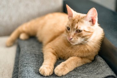 Gri ekose bir kanepede dinlenen kızıl saçlı şirin bir kedinin portresi. Homellik. Evcil hayvan konsepti