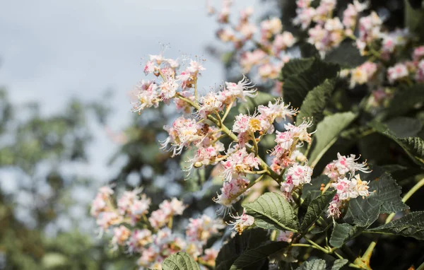 Krásný Detailní Jarní Kvetoucí Strom — Stock fotografie