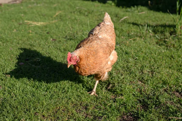 Großaufnahme Von Roten Hühnern Auf Einem Bauernhof Der Natur Henne — Stockfoto