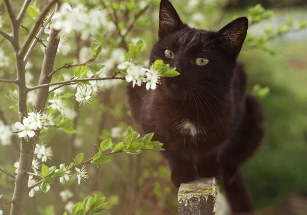 黒猫の嗅ぎ花 春の黒猫 — ストック写真