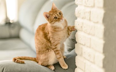 Evcil, sevimli, kızıl bir kedinin portresi kanepede oturuyor ve şakacı bir şekilde birine bakıyor. Evcil hayvanlara duyulan sevgi ve rahatlık.