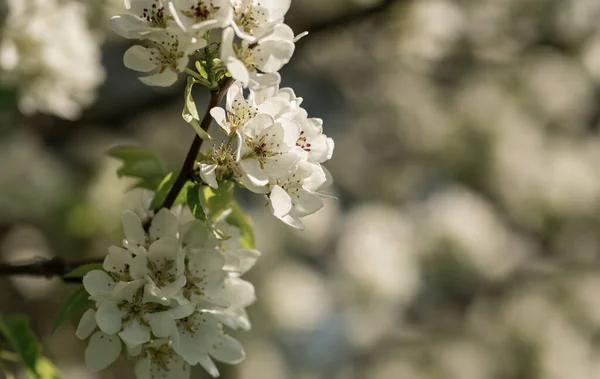 Bel Primo Piano Primavera Fioritura Fiori Albero Bokeh Sfondo — Foto Stock