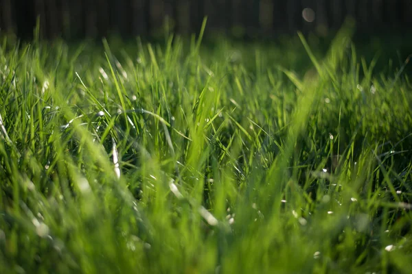 Fundos Naturais Abstratos Com Grama Verde Bokeh Beleza — Fotografia de Stock