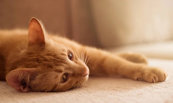 Милая Красная Кошка Лежит Диване — стоковое фото