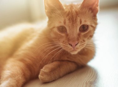 Yerde yatıp kameraya bakan kızıl saçlı şirin bir tekir kedinin yakın plan portresi. Güneş ışığı ve ev konforu. Evcil hayvan kavramı