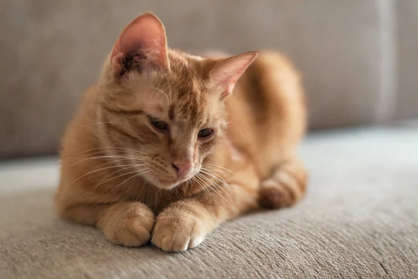 一只红头发可爱的胖胖的猫躺在沙发上想睡觉的特写 肖像画 — 图库照片