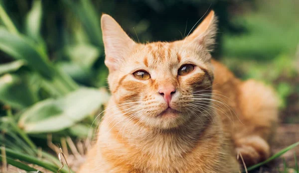 春の庭には緑の芝生の上に可愛いふわふわの生姜猫の肖像画があり カメラを見ています — ストック写真