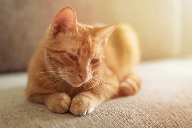 Çok tatlı bir kızıl tekir kedi kanepede uzanıyor ve uyumak istiyor. Yakından bir portre. Güneş ışığı ve ev konforu. Evcil hayvan kavramı