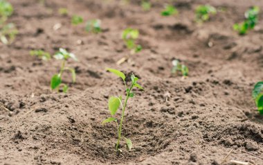 Genç fidanlar ve dolmalık biberler. Topraktaki taze kırmızı biber filizlerinin yakın görüntüsü. Tarım ve sebze yetiştirme. Bahar, iyi bir kırmızı biber hasat etmeyi umuyor. Yeni biber çeşitlerinin tohumlarından güzel filizler yetişir..