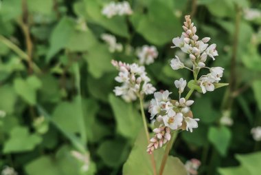 Beyaz karabuğday çiçeklerinin Macro fotoğrafı.