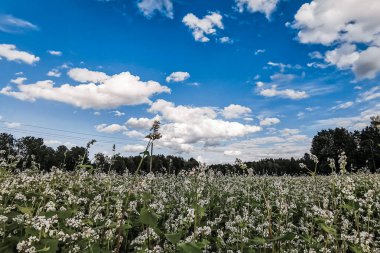Mavi gökyüzü ve bulutlu karabuğday çiçeği tarlası. Peyzaj yönelimi